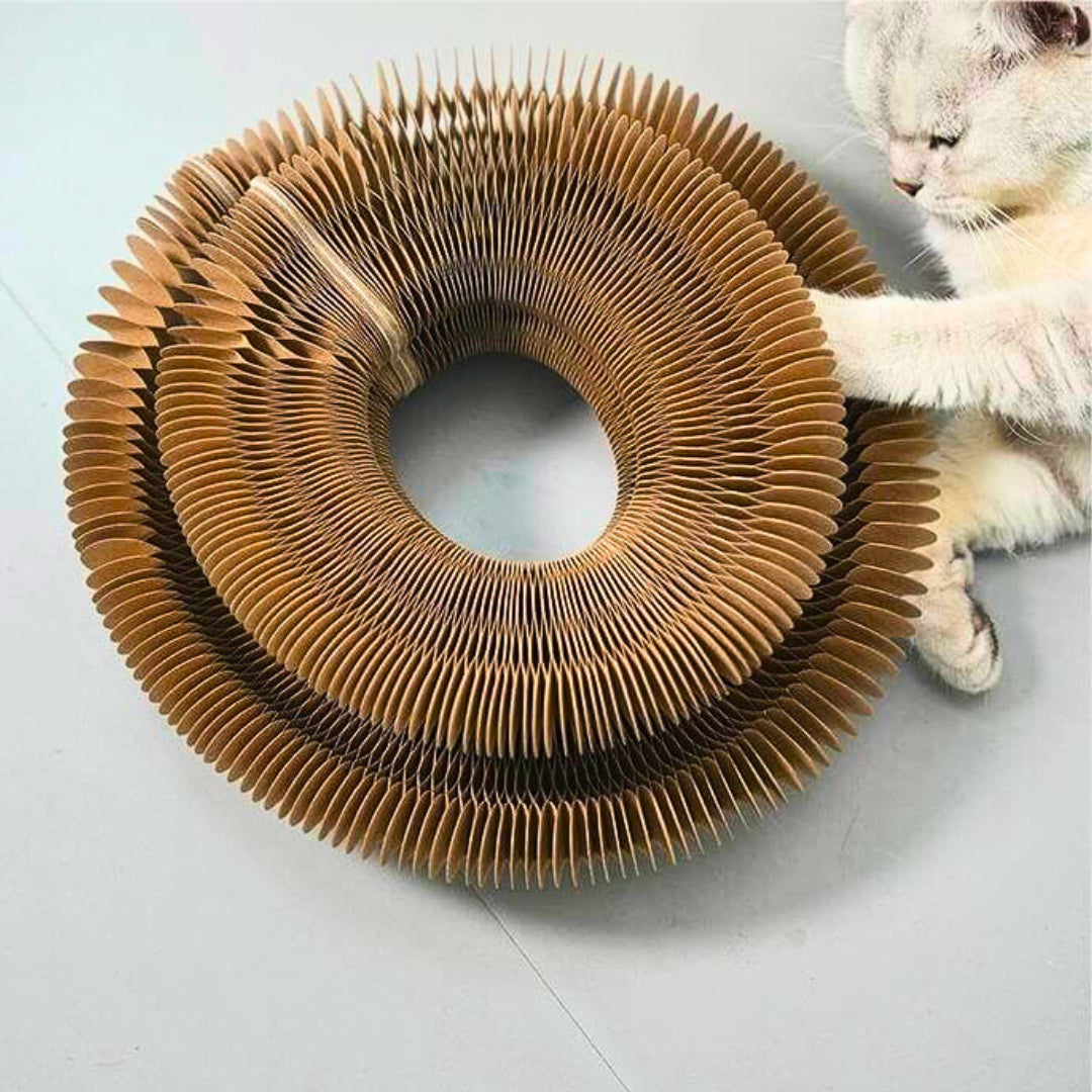 The source of a cat's happiness - the circular scratching post!🎁
